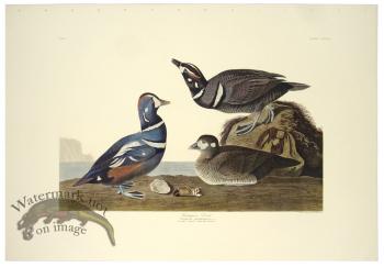 Harlequin Duck L.E.